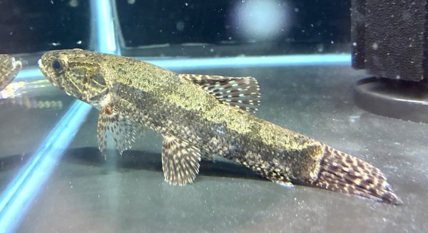 画像1: ホプリアスSP.タバジョス(13cm±)WILD★ (1)