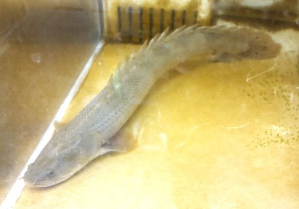 画像1: ポリプテルス ビキールラプラディ(40cm±)WILDニジェールリバー (1)