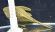 画像2: フルスポットロイヤルプレコ(25cm±)WILDコロンビア★ (2)