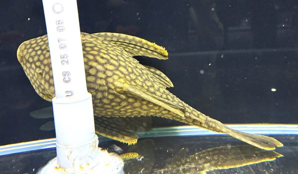 画像2: フルスポットロイヤルプレコ(25cm±)WILDコロンビア★ (2)