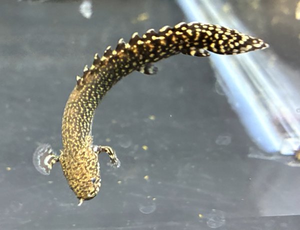 画像1: ポリプテルス オルナティピンニス(6cm±)ブリード★ (1)