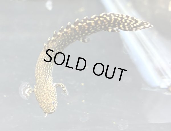 画像1: ポリプテルス オルナティピンニス(6cm±)ブリード★ (1)