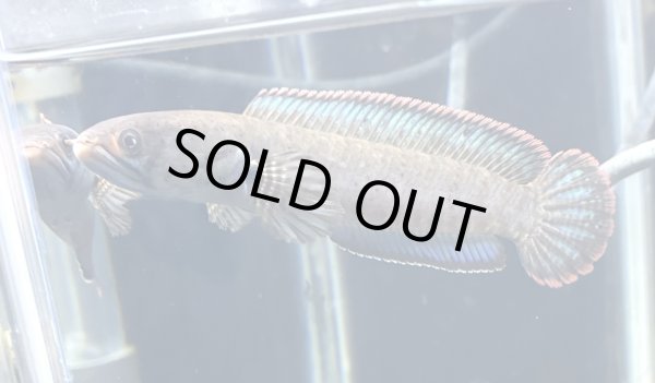 画像1: バーミーズレッドフィン スネークヘッド(12cm±)上物 WILD★ (1)