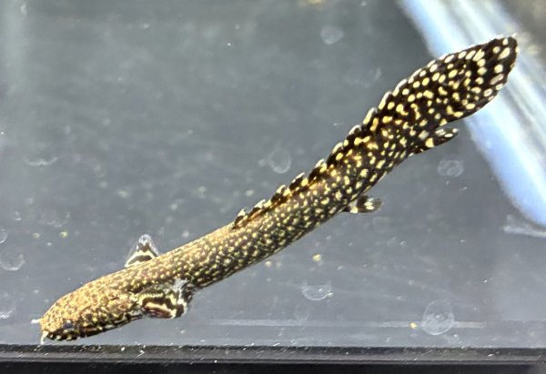 画像3: ポリプテルス オルナティピンニス(6cm±)ブリード★ (3)