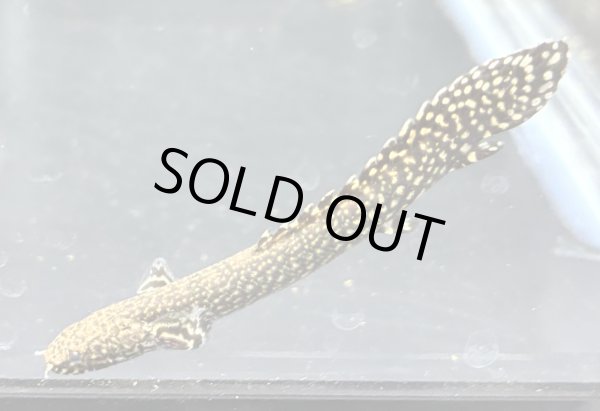 画像3: ポリプテルス オルナティピンニス(6cm±)ブリード★ (3)