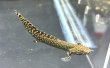 画像4: ポリプテルス オルナティピンニス(6cm±)ブリード★ (4)