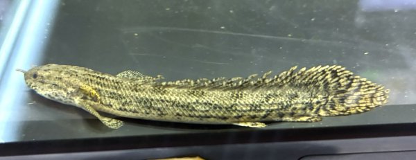 画像1: ポリプテルス アンソルギー(7cm±)ブリード★ (1)