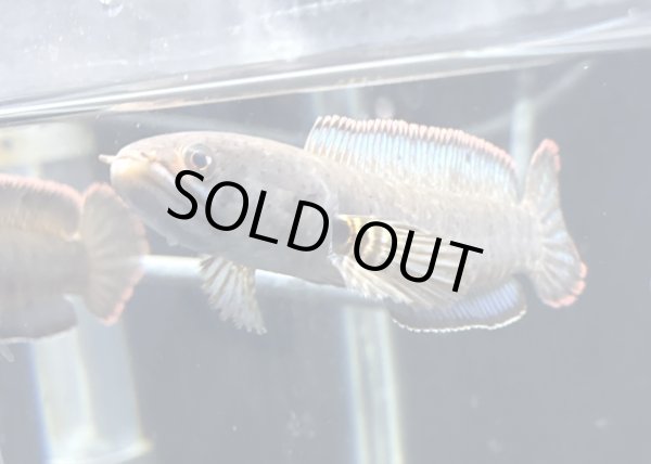 画像2: バーミーズレッドフィン スネークヘッド(12cm±)上物 WILD★ (2)