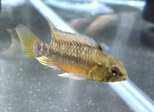 画像1: アピストグラマ ホングスロイレッド オスのみ 国産ブリード (1)