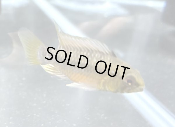 画像1: アピストグラマ ホングスロイレッド オスのみ 国産ブリード (1)