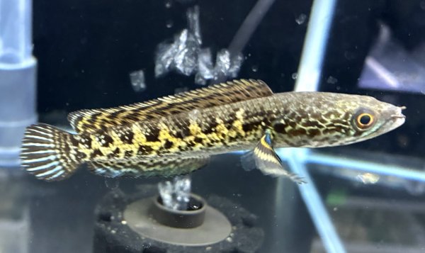 画像1: バイオレットスネークヘッド(12cm±)上物 WILD★ (1)