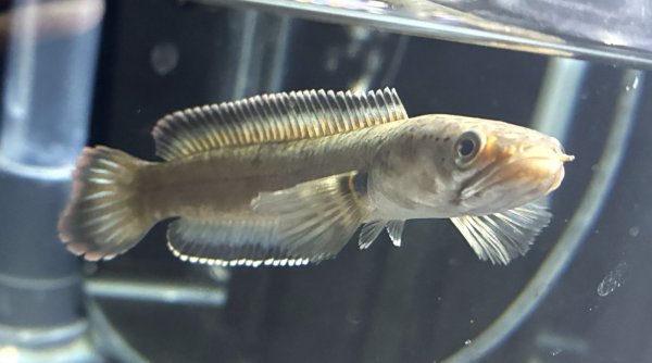 画像2: バーミーズレッドフィン スネークヘッド(10cm±)WILD★ (2)