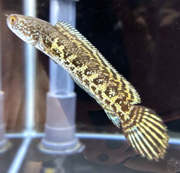 画像2: バイオレットスネークヘッド(12cm±)上物 WILD★ (2)