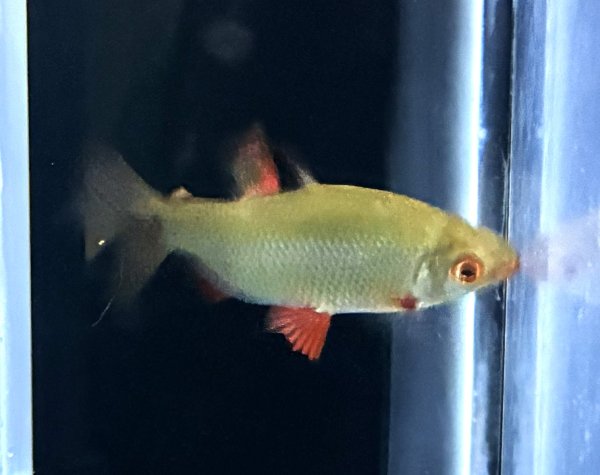 画像1: ディスティコダス ノボリ(6cm±)WILDコンゴ (1)