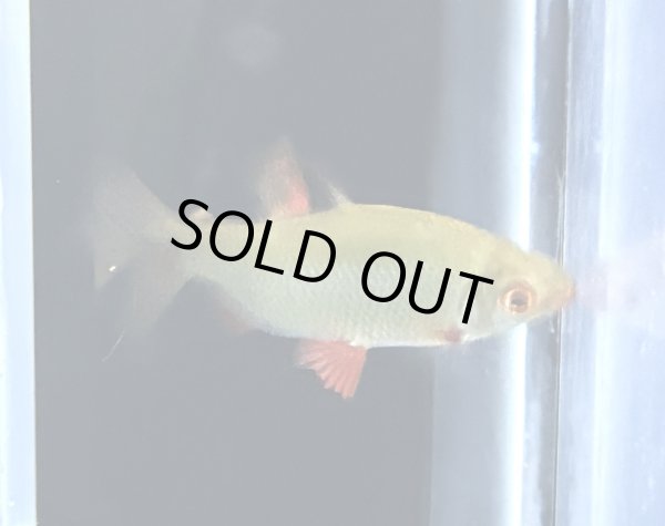 画像1: ディスティコダス ノボリ(6cm±)WILDコンゴ (1)