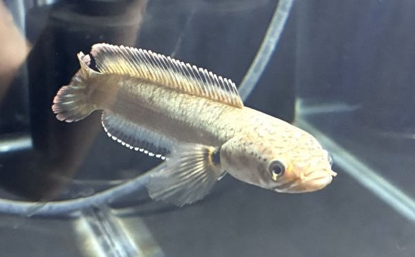 画像1: バーミーズレッドフィン スネークヘッド(10cm±)WILD★ (1)