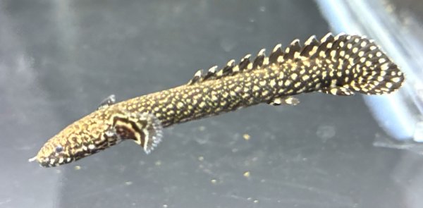 画像2: ポリプテルス オルナティピンニス(6cm±)ブリード★ (2)