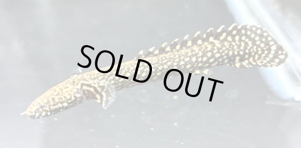 画像2: ポリプテルス オルナティピンニス(6cm±)ブリード★ (2)