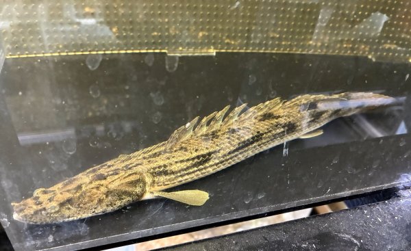 画像2: ポリプテルス タンガニーカコンギクス(30cm±)WILDカラゴ★ (2)