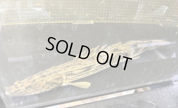 画像2: ポリプテルス タンガニーカコンギクス(30cm±)WILDカラゴ★ (2)