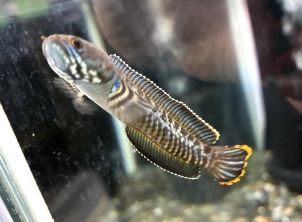 画像2: チャンナレッドアンドラオ(7cm±)上物★ (2)