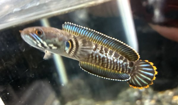 画像1: チャンナレッドアンドラオ(7cm±)上物★ (1)