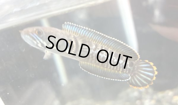 画像1: チャンナレッドアンドラオ(7cm±)上物 (1)