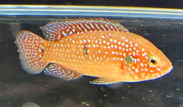 画像1: レッドジュエルシクリッド(6cm±)上物 ブリード (1)