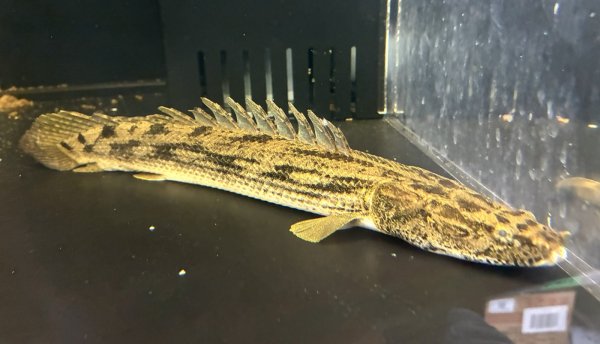 画像1: ポリプテルス タンガニーカコンギクス(30cm±)WILDカラゴ★ (1)