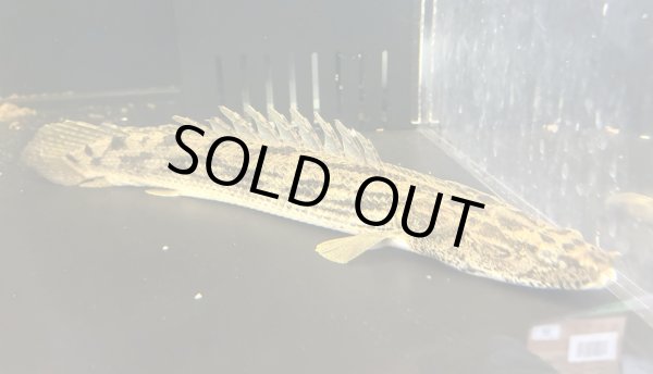 画像1: ポリプテルス タンガニーカコンギクス(30cm±)WILDカラゴ★ (1)