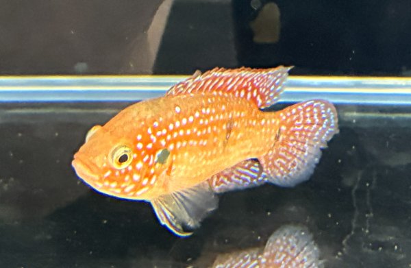 画像2: レッドジュエルシクリッド(6cm±)上物 ブリード (2)