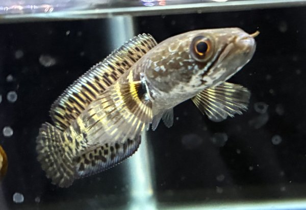 画像1: バイオレットスネークヘッド(11cm±)WILD★ (1)