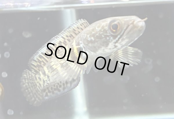 画像1: バイオレットスネークヘッド(11cm±)WILD (1)