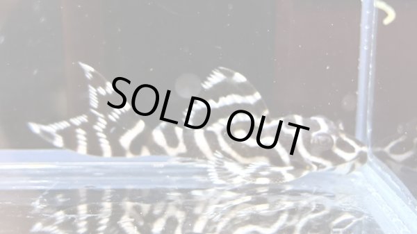 画像2: キングロイヤルペコルティア(5cm±)国産ブリード (2)