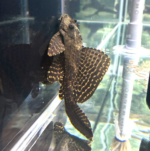 画像1: セルフィンプレコ(16cm±)WILD★ (1)