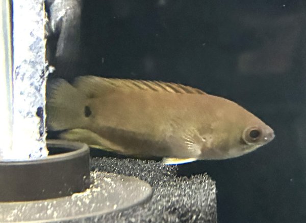 画像1: クテノポマ キングスレイ(4cm±)★ (1)