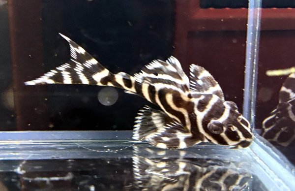 画像3: キングロイヤルペコルティア(5cm±)国産ブリード★ (3)