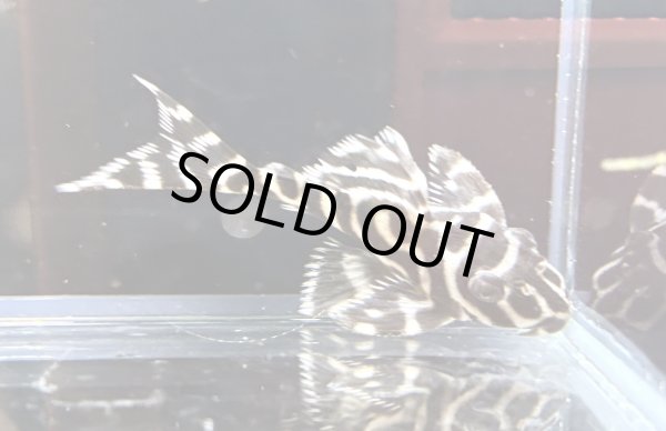 画像3: キングロイヤルペコルティア(5cm±)国産ブリード (3)