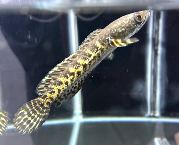 画像2: バイオレットスネークヘッド(11cm±)WILD★ (2)