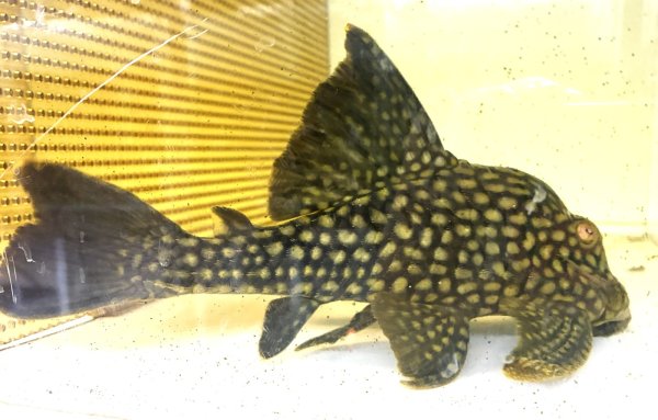 画像2: フルスポットロイヤルプレコ(25cm±)WILDコロンビア★ (2)