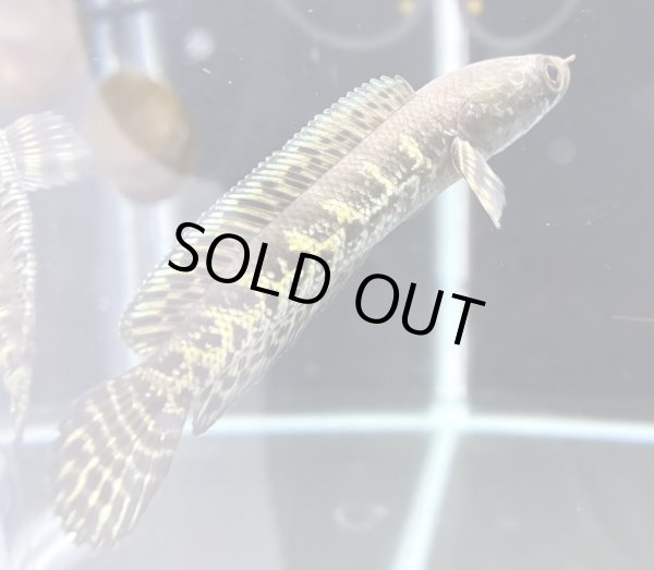 画像3: バイオレットスネークヘッド(11cm±)WILD (3)