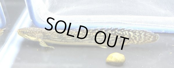 画像2: ポリプテルス パルマス ブティコフェリー(10cm±)ブリード★ (2)