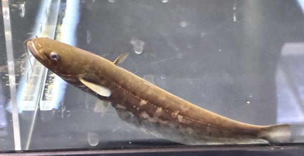 画像1: イワトコナマズ(10cm±)▲ (1)