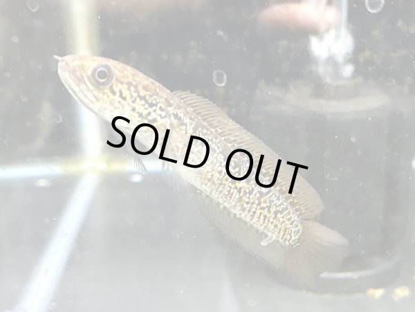 画像2: スターダストダイヤモンドコウタイ(10cm±) (2)