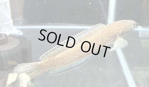 画像3: チャンナ ビプリ(11cm±)WILD★ (3)