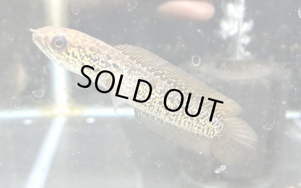 画像1: スターダストダイヤモンドコウタイ(10cm±) (1)