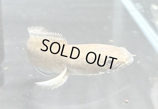 画像2: チャンナ ビプリ(11cm±)WILD★ (2)