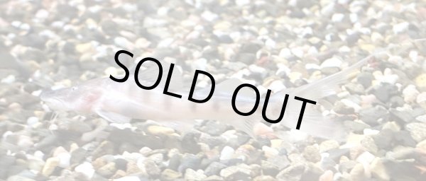 画像2: ゼブラキャット(7cm±)WILD (2)