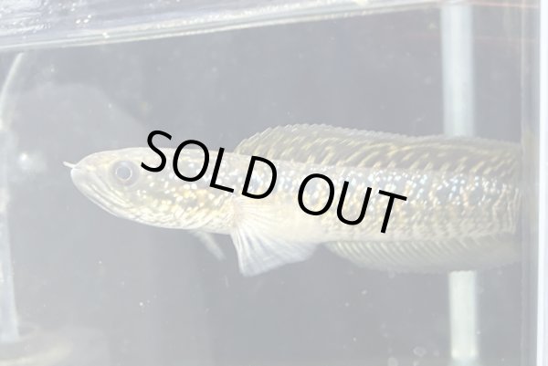 画像1: スターダストダイヤモンドコウタイ(14cm±) (1)