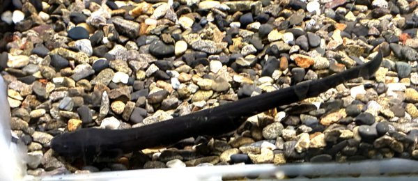 画像2: デンキウナギ(10cm±)WILD★ (2)